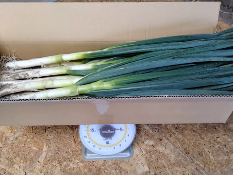 本庄の美人葱　約5kg