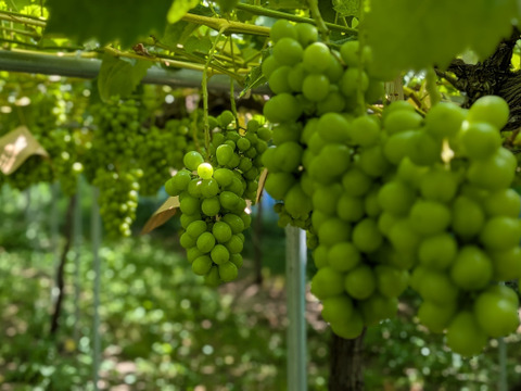 最終セール🍇ブラックシャインマスカット 【富士の輝】