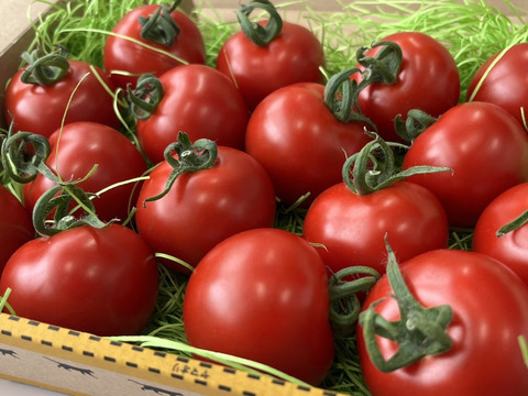 【岐阜県産】初採り！ジューシー✨ミディトマト🍅0.8㎏