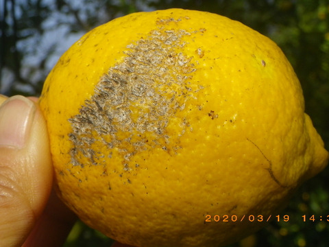 自然農レモン(1kg)　果汁用　60年以上農薬肥料不使用の畑で栽培　因島産