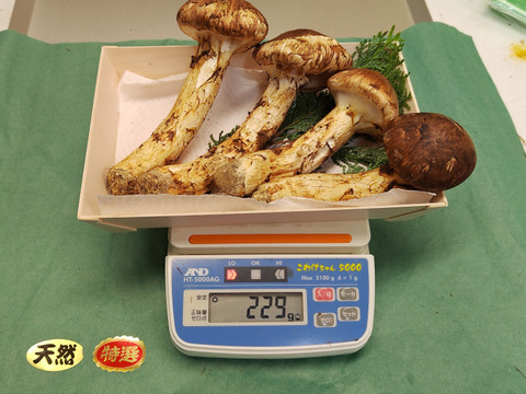 【秋の味覚の王様】松茸/マツタケ/まつたけ/純国産/229g【特上】【最短当日発送】