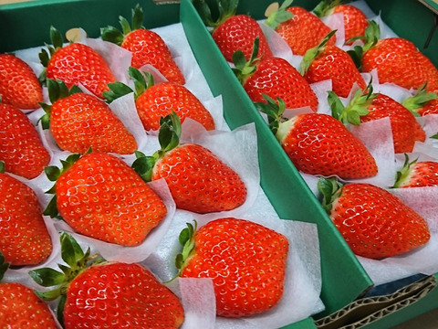 人気品種の大玉いちご！厳選２品種食べ比べセット！！（18～24粒）