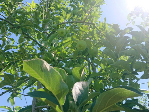 収穫開始・硬くてパリッとシャリッとの食感がお好きな方は「しなのほっぺ」約5kg バランスのとれたりんごです。長野県オリジナル品種/スタッフ推しりんごです。