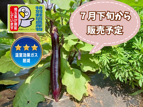 【自然栽培🍀自家採種】とろける美味しさ🍆新長崎長なす約５００g（６本前後）