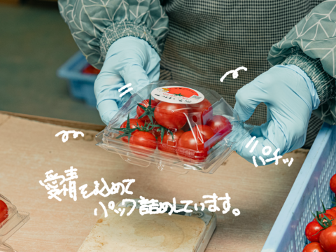 【迷ったらこれ！！】極上濃厚フルーツトマト「ポモロッサ」お試し用（2パック＋おまけ付）