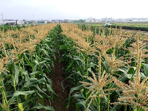 『最終出荷』【新鮮朝採り・当日クール便発送】フルーツみたいな甘さ！とうもろこし『プレミアム味来』3kg・8～10本