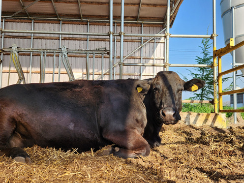 心に沁みる【愛され和牛】ことさくら　A4ランク黒毛和牛サーロインステーキ250ｇ　読み聞かせ絵本2冊つき【夏ギフト】対応可