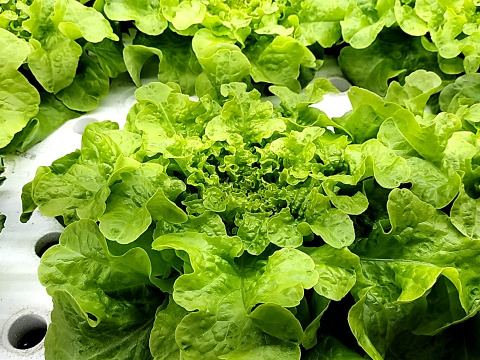 農薬、化学肥料不使用　オークリーフレタス約100ｇ