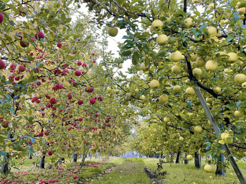 まるごとガブリっ！小玉・食べきりサイズMIXりんご【岩手奥州市江刺産】              小玉おまかせミックス2kg