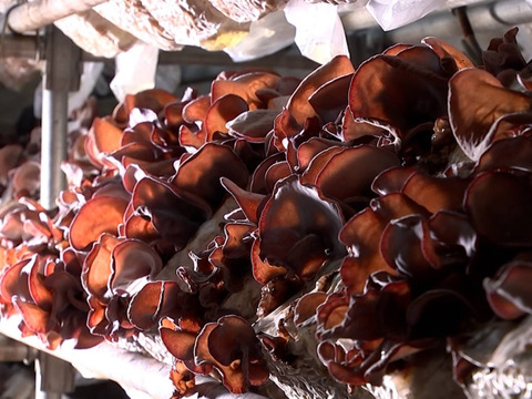 【お鍋にどうぞ】プリプリコリコリ食感に感動☆生きくらげ200g×4