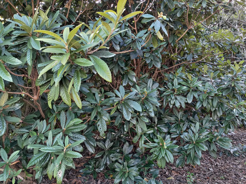 【晴れの国・岡山】農薬散布無し★肉厚の中国原産白枇杷（ビワ）の葉★長さ１８～２５ｃｍ位で揃えてお届けします！【５０枚入り】