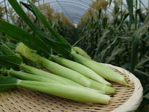 5月13日〜発送ヤングコーン30本🌽極甘とうもろこし！天使のコーン