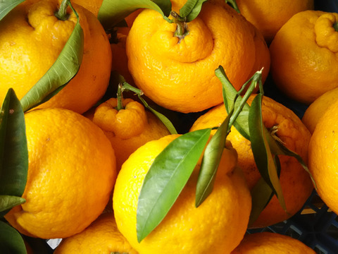 美々温活🥰【数量限定❗❗】子供に食べさせたい🍊🍊自然栽培デコポンと酸っぱい夏みかん5㎏（常温）