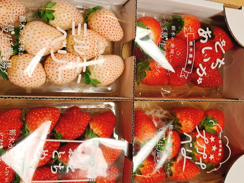 【いちご食べ比べ】4種食べ比べレギュラーパック280ｇ4パック フレーズの4種食べ比べセット』フレーズのこだわりいちご(4種各1