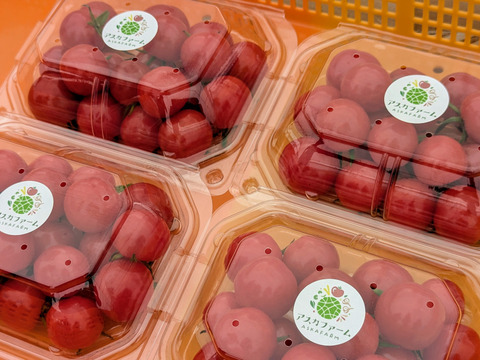 【福袋2025】栽培期間中農薬・化学肥料不使用♪ミニトマト『プチぷよ』200g×八パック