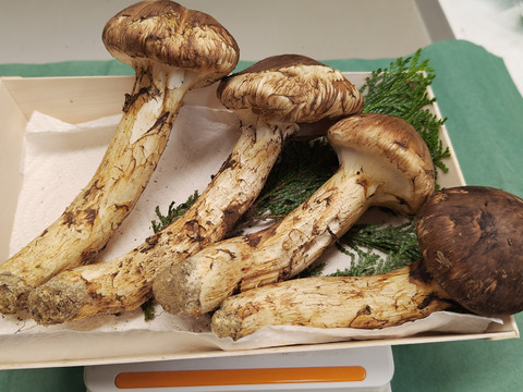 【秋の味覚の王様】松茸/マツタケ/まつたけ/純国産/229g【特上】【最短当日発送】