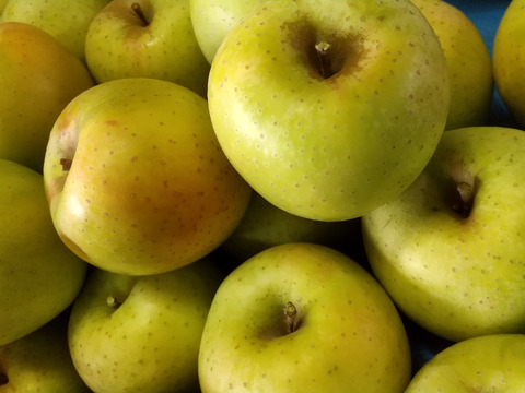 ぐんま名月🍎大中玉2.8㎏(7～12玉パック入り)