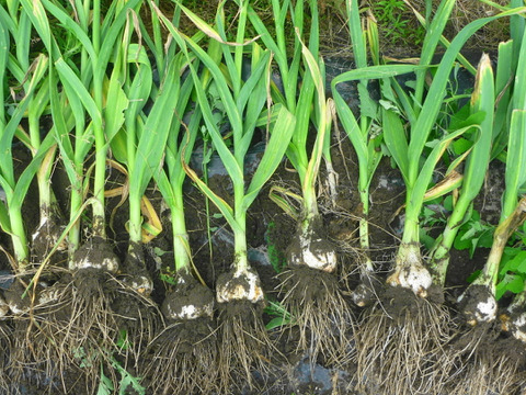 調理がしやすい！バラ＊ニンニク1ｋ～冬本番＊待ってました！