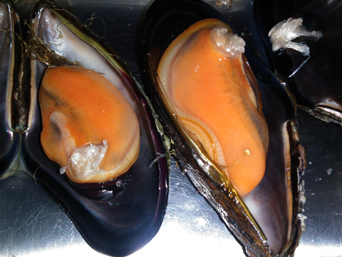 小泊産‼したんだめ1.5kgとしろけ2kgセット