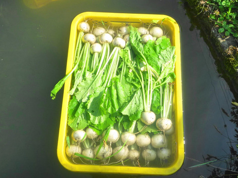 かわいい★こかぶ20個！猛暑よ　さよなら！～農薬/化学肥料・不使用