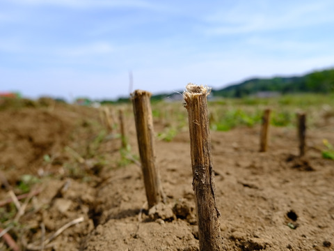 我が家用 不揃い訳あり有機にんにく約1kg