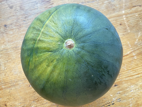 【自然栽培🍀糖度9.7前後/固定種🍉カット黒小玉スイカ】２〜３kgシャリっと甘くてジューシー（1/2個）