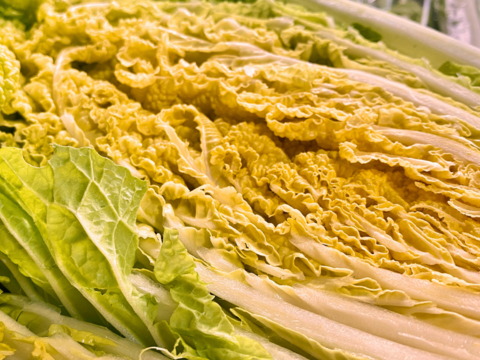 【自然栽培🍀橙芯白菜約２kg 1〜3個】煮ても漬けてもサラダでも美味しい🎶肥料も水も与えずに育てました