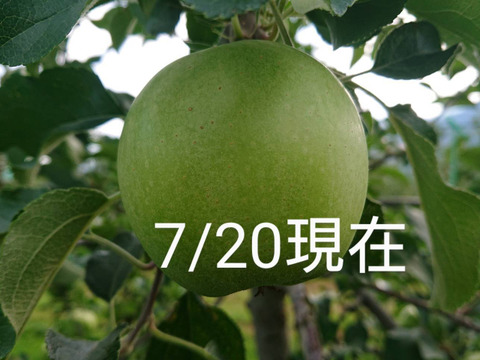 収穫始まりました！「しなのスイート約5kg」当農園リピーターのお客様が一番多い品種です。果汁が多く甘味が強く酸味が優しい品種です。（写真は9/30現在です）