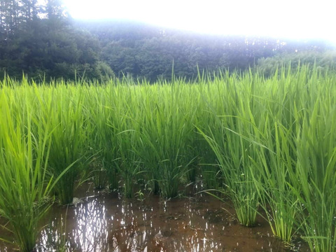 農薬化学肥料不使用『もちひかり』玄米３kg令和７年産　信州佐久穂町