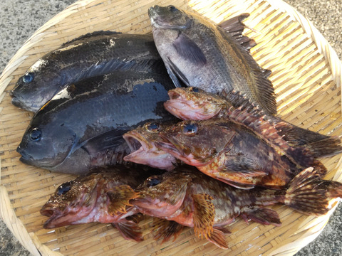 訳あり未利用魚ボックス1.5㌔以上