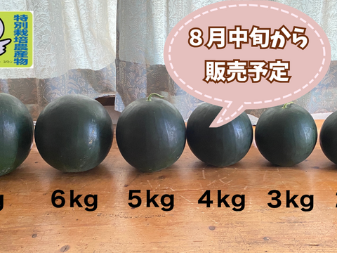 今期最終【自然栽培🍀固定種🍉黒小玉スイカ】4kg台（冷蔵庫サイズ）シャリっと甘くてジューシー（１個）