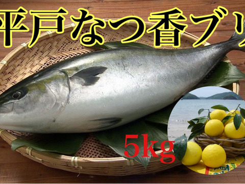 【青空レストランで紹介！】平戸なつ香ブリ（約５ｋｇ）【冬ギフト】 のし対応可能