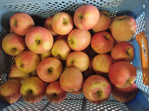 10月頭発送予定！早生ふじ　弘前ふじ箱込5.5キロバラ詰　家庭用訳ありですが美味い！　農薬削減栽培で安心安全