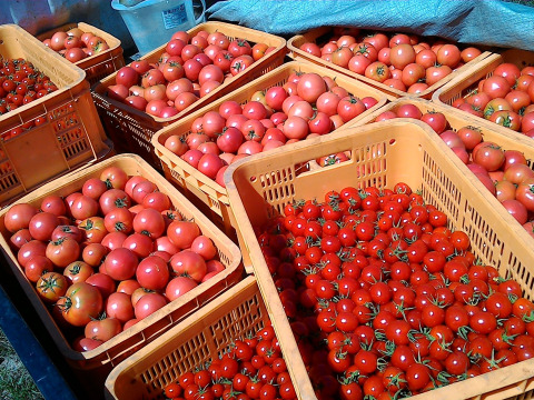 訳あり含む！　コクと甘み！広がる旨み！　有機トマトとミニトマトのセット2kg！