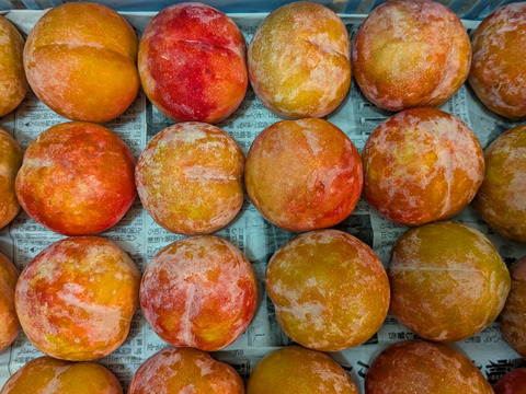 梨、李、シャインマスカット