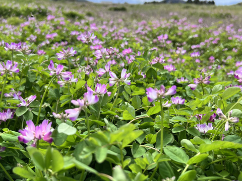 稀少なニホンミツバチの百花蜜 500g
