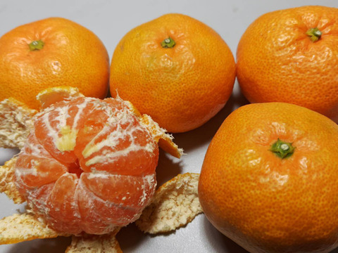 早生みかん★家庭用4.3K