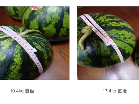スイカ（9kg級）
