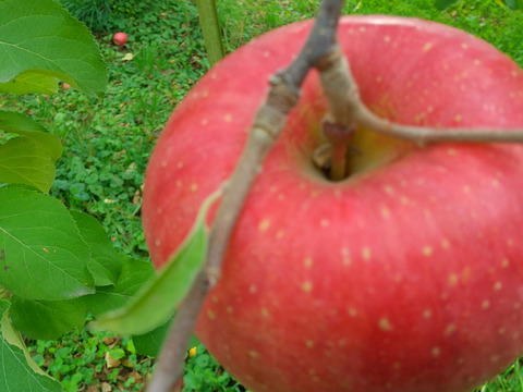 信州りんご🍎少量約1.5キロ(6～8個)