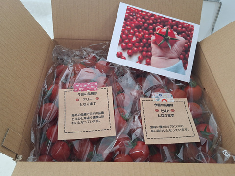 笑顔引き出す！みにとまとの食べ比べ 1.5kg