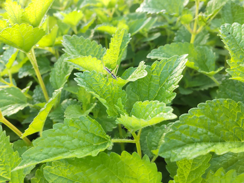 【数量限定アソート商品】大切な方への贈り物に！体と心に沁み渡る豊かな香りと味わい！ハーブティーアソート（農薬化学肥料不使用）リカバリー/リラックスブレンド、ハイビスカスローゼル華やぎ