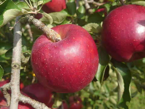 食べ切りサイズ！秋映（家庭用小玉）5ｋｇ