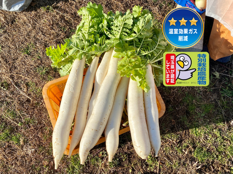12月から販売予定【自然栽培🍀固定種】練馬大長尻大根（約５kg２〜６本）沢庵作りやおでんに最適