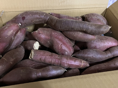 【今期最後】訳あり！熟成シルクスイート　5kg