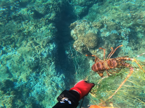 漁師価格！『イセエビ』ボイル済みハーフカット（Sサイズ1匹分：250g前後）