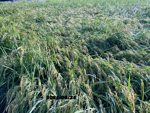 【ゲン担ぎ福袋】令和７年9月に刈り取りました。
新米☆☆ミルキークイーンの改良品種で低アミロース米　ふくむすめ　(大粒)☆酵素散布米
ふくむすめ 玄米２キロ精米無量