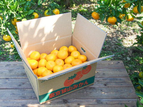 【大粒！】幻の東京狭山みかん・2Lサイズ10kg【溢れる果汁】