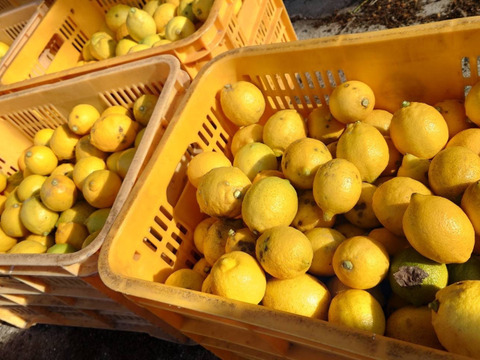 【広島大長レモン】1キロ無選別