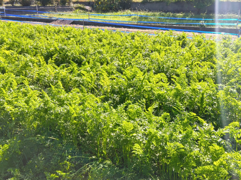 にんじん＆葉物 自然栽培 自家採種