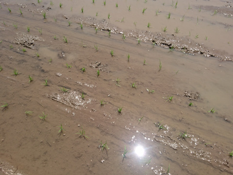 【 農薬不使用・化学肥料不使用のお米 】です。特別栽培米コシヒカリ 10キロ玄米 ※精米希望の方は無料にて 令和3年産